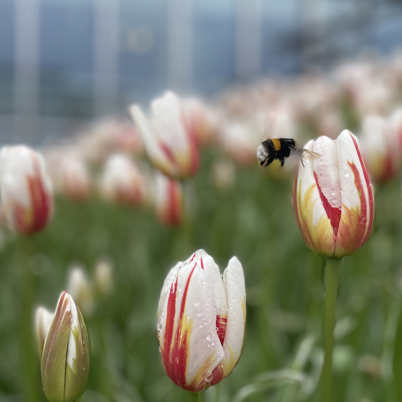 Tulipaner i te bed, røde og hvite